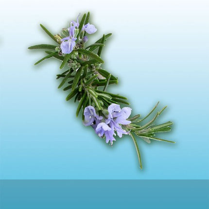 Rozemarijnolie - Rosemary oil - Aromatherapy - Aromatherapie - 150 ml Mamado