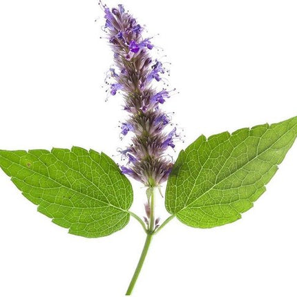 Patchouli olie - Patchouli oil - Aromatherapy - Aromatherapie - 150 ml Mamado