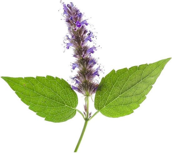 Patchouli olie - Patchouli oil - Aromatherapy - Aromatherapie - 150 ml Mamado